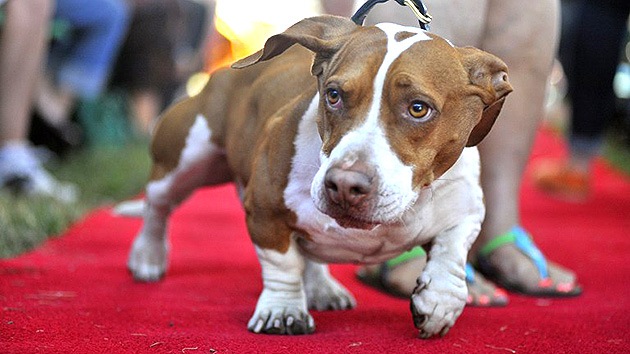 Walle, el perro más feo del mundo