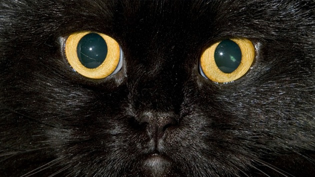 ¿Cómo ven los gatos? Descubra los secretos ocultos de la visión de estos felinos