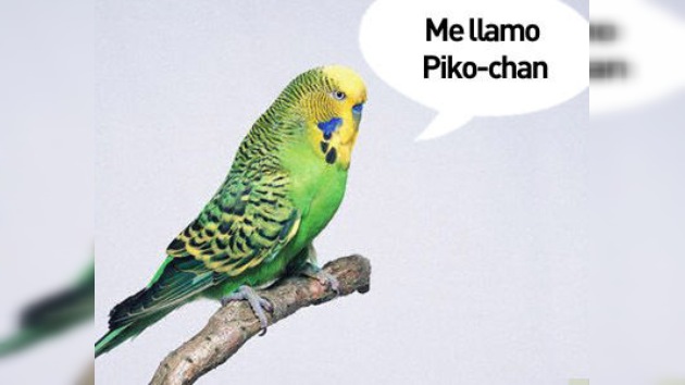 Perico parlante: '¡Policías, llévenme al distrito Midori!'