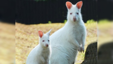 El walabí albino, nuevo 'héroe nacional' de Chipre