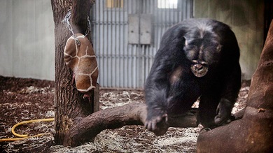 El sacrificio de dos jirafas abre el debate sobre la eutanasia animal en los zoos de Europa