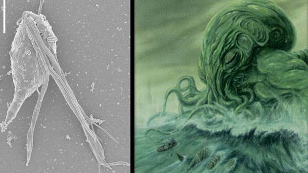 Video: Descubren a 'dos personajes de Lovecraft' en las entrañas de una termita