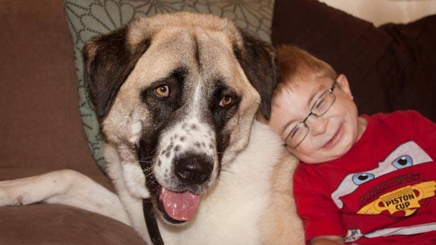 Video: El "amor en estado puro" entre un niño discapacitado y un perro de tres patas