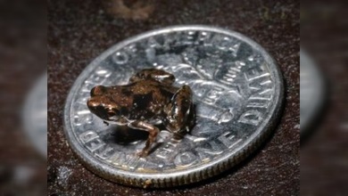 Descubierto el vertebrado más pequeño conocido