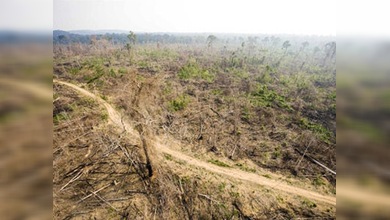 Grave aumento de la deforestación de la selva amazónica de Brasil