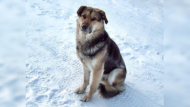 Amor canino sin fronteras: el 'Hachiko ruso' custodió semanas a su compañera muerta