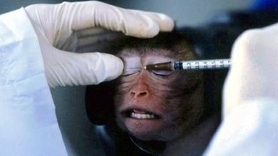 Granjas de 'humanos artificiales' ayudarán a poner fin a experimentos con animales