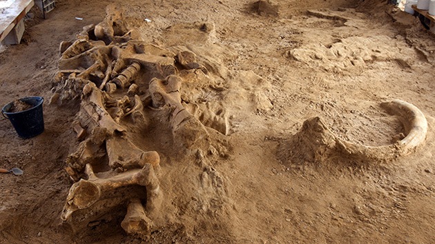 Hallan en Francia el esqueleto de un mamut