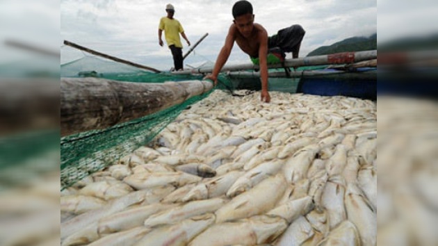 Misteriosa muerte de millones de peces en Filipinas