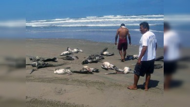 Mil pelícanos aparecen muertos en playas de Perú