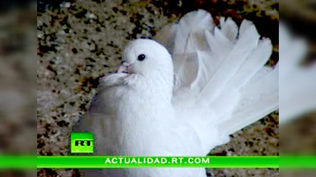 ENCUENTROS CON LA NATURALEZA : PALOMAS
