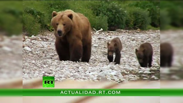 ENCUENTROS CON LA NATURALEZA : LA RESERVA DE KRONOTSKI