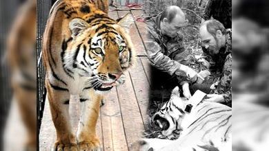 En Rusia un tigre fue sometido a operación quirúrgica