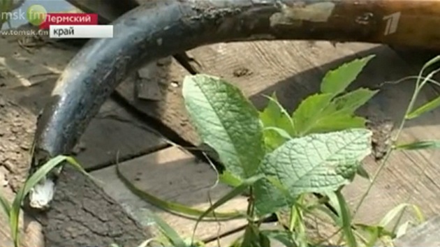 Adolescente ruso halla un enorme colmillo de mamut en el fondo de un río