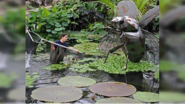 El insecto más ruidoso del mundo ´canta´ con su pene
