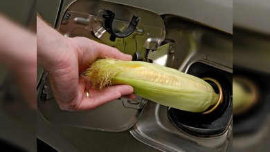 EE. UU. 'cultiva' combustibles en lugar de producir alimentos