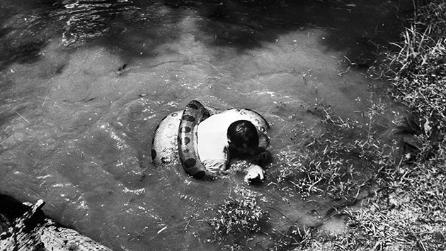 Un aventurero explica por qué decidió ser tragado por una anaconda gigante