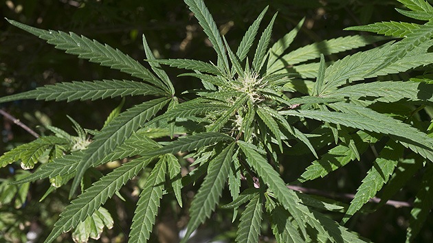 Argentina busca despenalizar el consumo de drogas