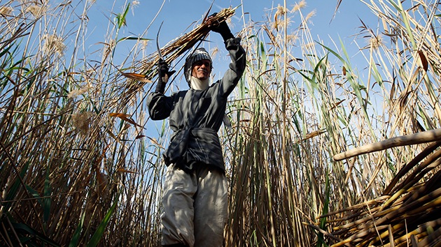 El Estado Islámico, a la caza del trigo iraquí