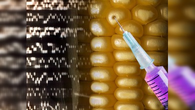 Alimentos transgénicos: ¿una bomba biológica o una simple comida?