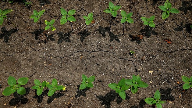 Descubren que las plantas reconocen a sus 'parientes' y acomodan sus hojas entre sí