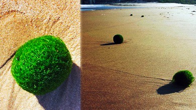 FOTOS: 'Huevos alienígenas' verdes invaden una playa australiana