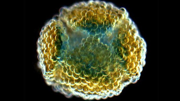 Inventan una revolucionaria forma de crear tejido humano con… ¡una impresora 3D!