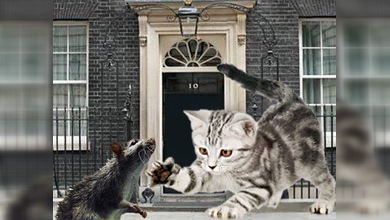 Una nueva mascota felina resolverá el problema de ratas en Downing Street