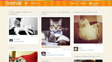 Nace un 'Facebook' solo para gatos