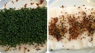 La amenaza oculta de Internet inalámbrico: el Wi-Fi bloquea el crecimiento de las plantas