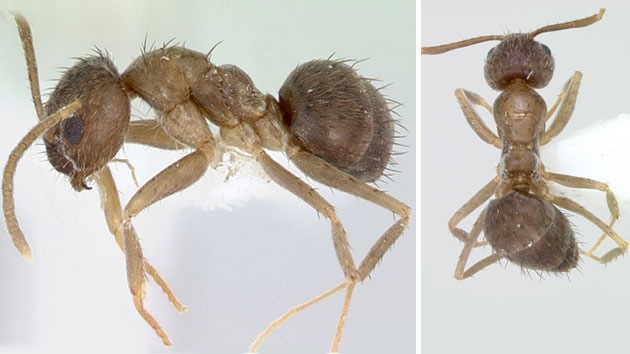 Las 'hormigas locas' neutralizan el veneno de otros insectos y se propagan por EE.UU.