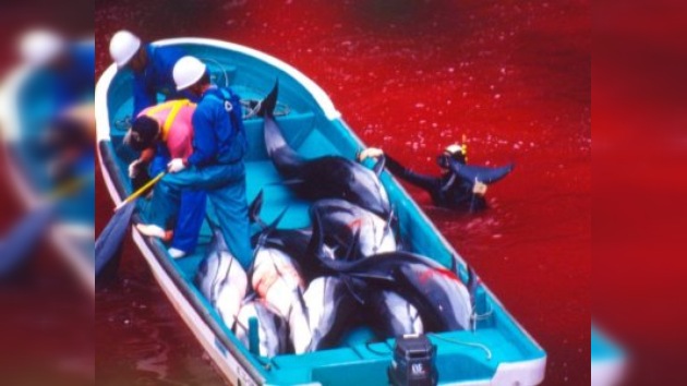 En Japón comienza la tradicional caza de delfines