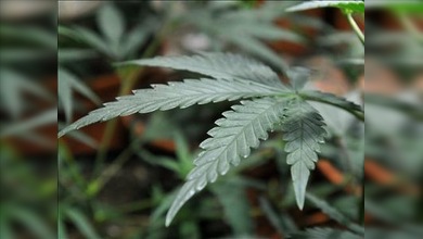 Una feria de marihuana en California