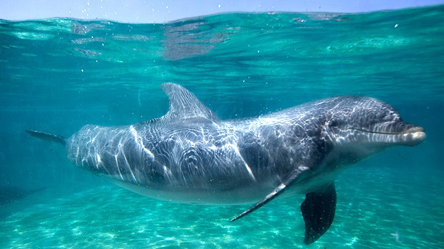 EE.UU.: Mujer revela detalles de un extraño experimento con delfines y LSD