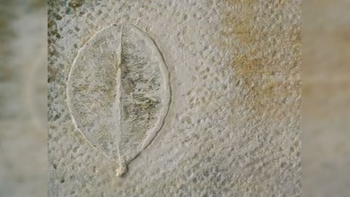 Hoja de coca inspira a artistas latinoamericanos en exposición de Berlín