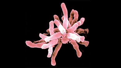 Científicos de EE.UU. descubren un microbio que se alimenta de electricidad