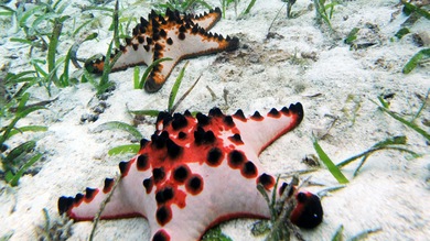 Científicos en pánico por la muerte masiva de estrellas de mar en EE.UU.