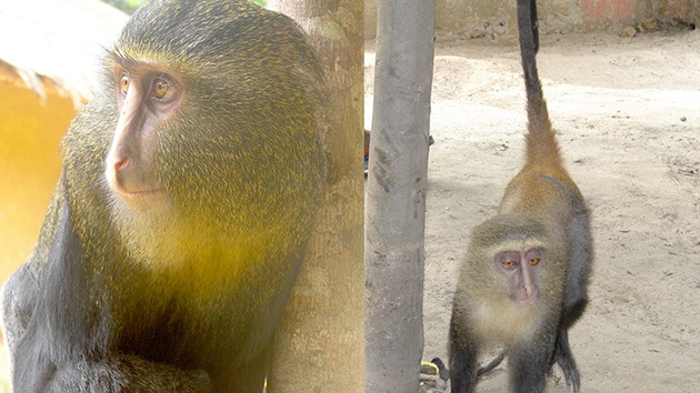 'Salta' una nueva especie de mono africano