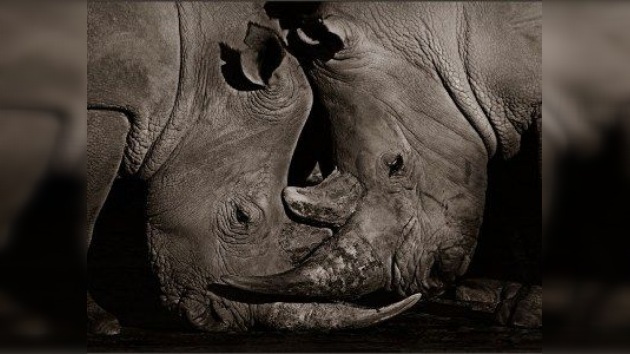 El corazón de África, en la Galería Fotográfica Lumiere de Moscú