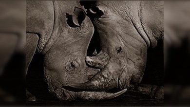 El corazón de África, en la Galería Fotográfica Lumiere de Moscú