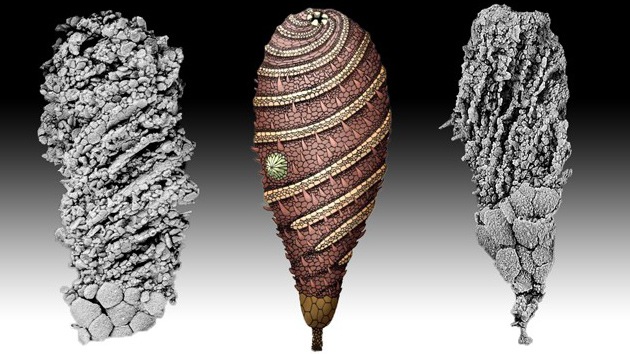 Desentierran a una criatura de 520 millones de años, la más antigua en su especie