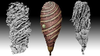 Desentierran a una criatura de 520 millones de años, la más antigua en su especie