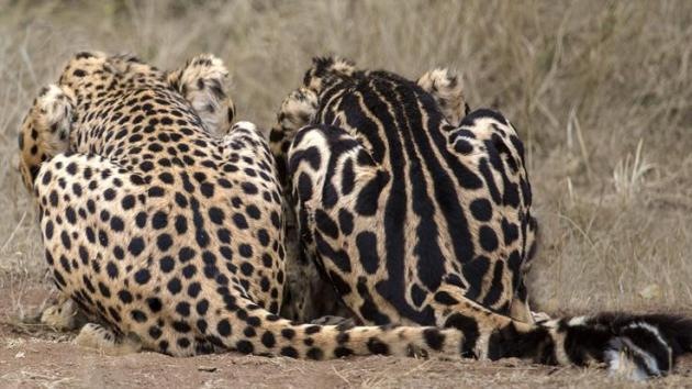 ¿Gato manchado o atigrado?: Identifican al gen que lo define