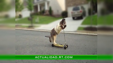 Un virtuoso del patinete de cuatro patas