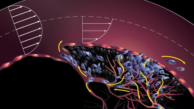 Descubren el enigma de las metástasis