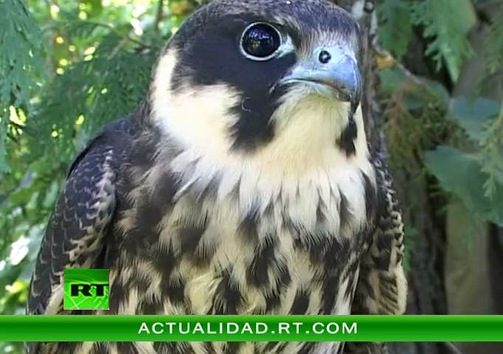 ENCUENTROS CON LA NATURALEZA : RAÍFA