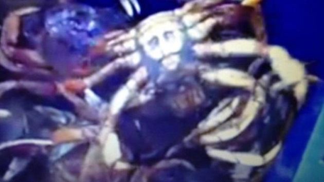Pescan a un cangrejo con una imagen similar a un Jesucristo en el caparazón