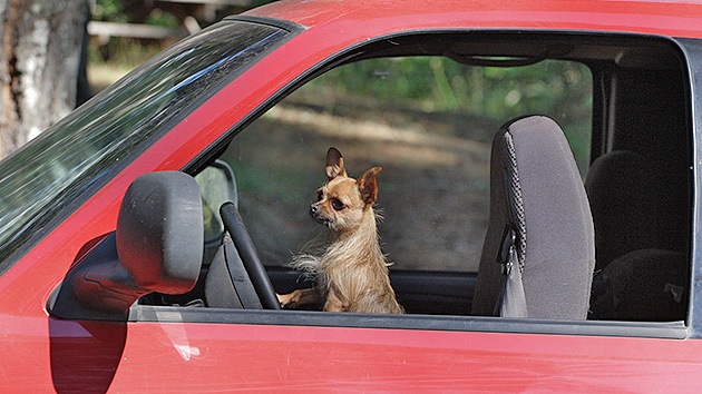 EE.UU.: Arrestan a una mujer tras morir su perro desatendido dentro de un coche al sol