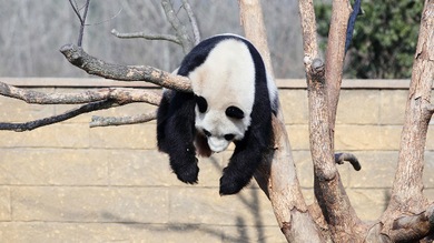 Pandas, lémures y otras especies, a punto de desaparecer para siempre