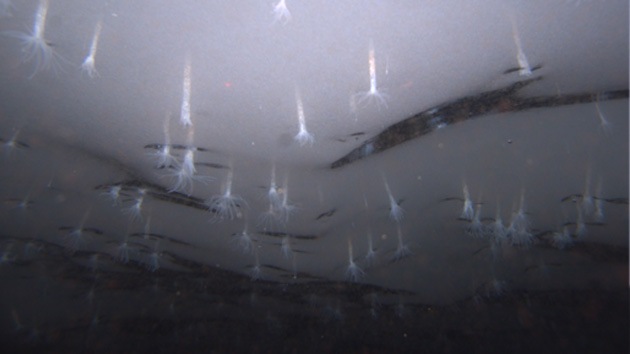 Una nueva especie de la Antártida podría revelar si hay vida en la luna de Júpiter
